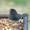 Male Junco at a small tray feeder