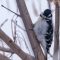 A friendly visitor, a male Downy Woodpecker