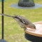 Northern Mockingbird at a water dish