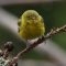 Various Facial expression of the Pine Warbler