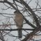 A very sharp hawk overlooking..
