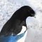 Magpie with deformed beak