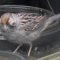 Eye tumor, Gold-crown sparrow