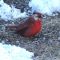 Late Winter Partly Bald Cardinal