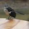 A very Wet Northern Mockingbird