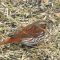 Fox Sparrow / Bruant fauve