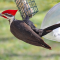 Male Pileated Woodpecker at a suet feeder