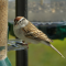 Chipping Sparrows love white millet feeders