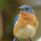 Male Eastern Bluebird posing for a close-up