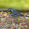 Yellow-throated Warbler long visit