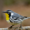Yellow-throated Warblers taking advantage of different feeders