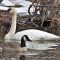 Trumpeter Swan & Canada Goose