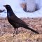 What Peepers Mr. Grackle!