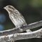 First Female Purple Finch Sighting This Spring