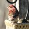 First Feeding  Male Purple Finch This Spring