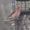Pair of Purple Finches in mixed flock