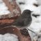 Junco feeding during the snow squall