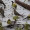 Dozens and Dozens and Dozens of Goldfinch