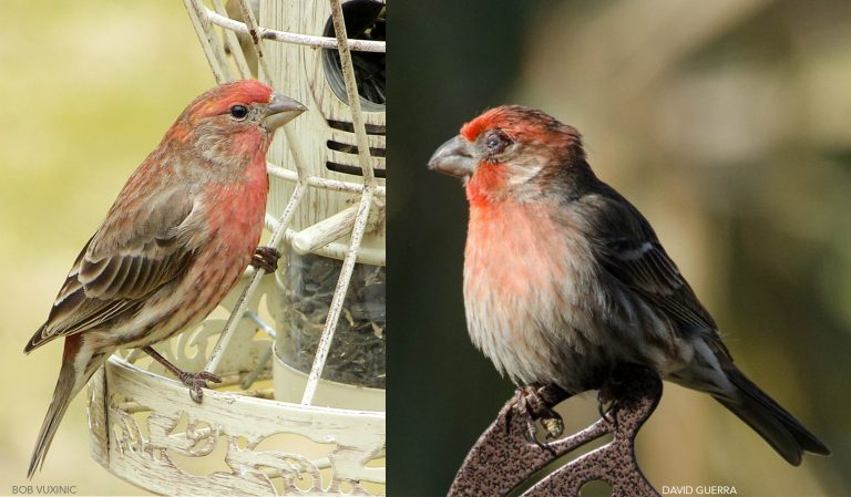 House Finch Eye Disease: Increased virulence as disease progresses ...