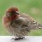 Help!  Is this a Common Redpoll or a portly House Finch?