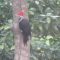 Pileated Woodpecker enjoying a meal