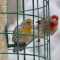 Male Orange Morph House Finch