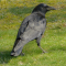 One of the few crows to visit my yard