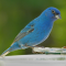 Indigo Bunting shows signs of conjunctivitis