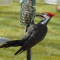 Male Pileated Woodpecker at a suet feeder