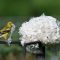 American Goldfinch – gathering nesting material