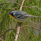 Yellow-throated Warbler on a pine branch