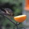 Bay-breasted Warbler Breaks for Breakfast