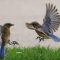 Fight of the bluebirds