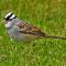 White-crowned Sparrow Returns