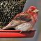 Very Large &  Rather Tired Looking Purple Finch