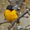 Baltimore Oriole Relaxing