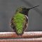 Ruby-throated Hummingbird Relaxing