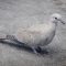 African Collared-Dove or Eurasian Collared-Doves
