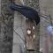 Crow has found the suet feeder