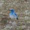 Mountain Bluebird in Yellowstone National Park