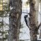 Sleeping Hairy Woodpecker – so still!