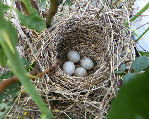 Finding Song Sparrow Nest In A Rose Bush Feederwatch