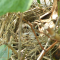 Song Sparrow nest and hatchlings