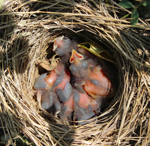 Song Sparrow Nest And Hatchlings Feederwatch