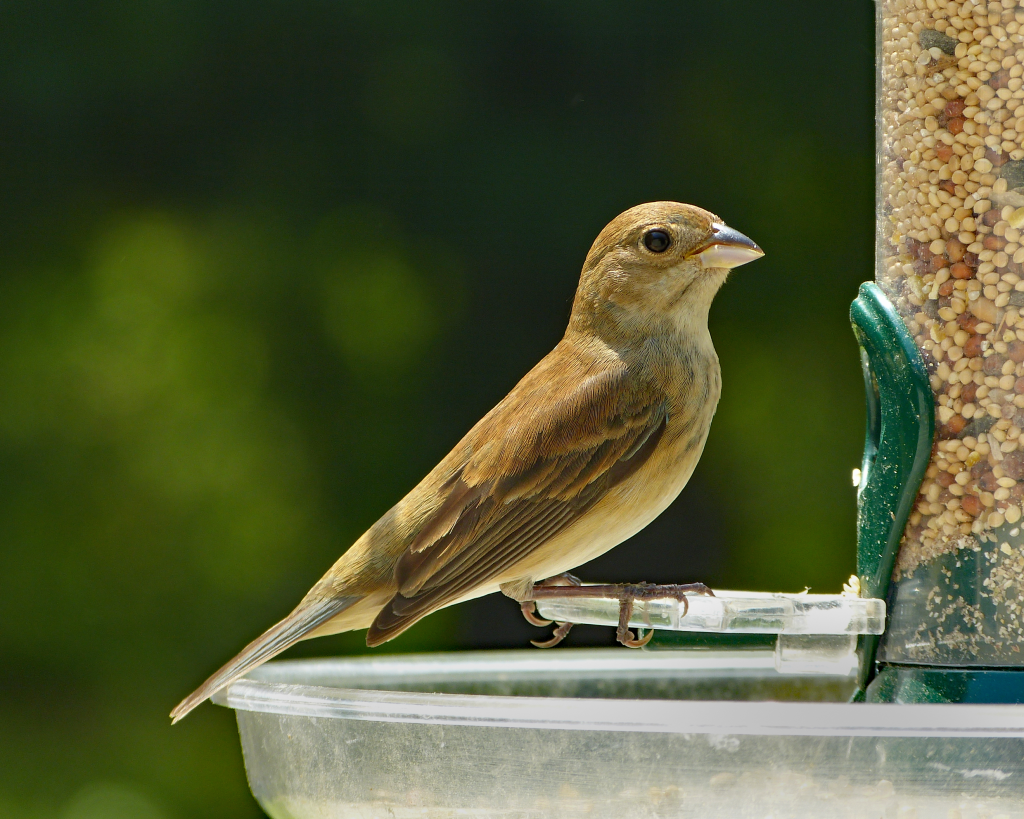 Indigo Bunting Female