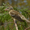 Female Rose-breasted Grosbeak