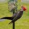 Pileated Woodpecker male at a suet feeder