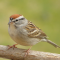 Chipping Sparrow in Spring