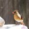 N. Cardinal at Bird Bath