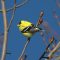 American Goldfinch (Male)